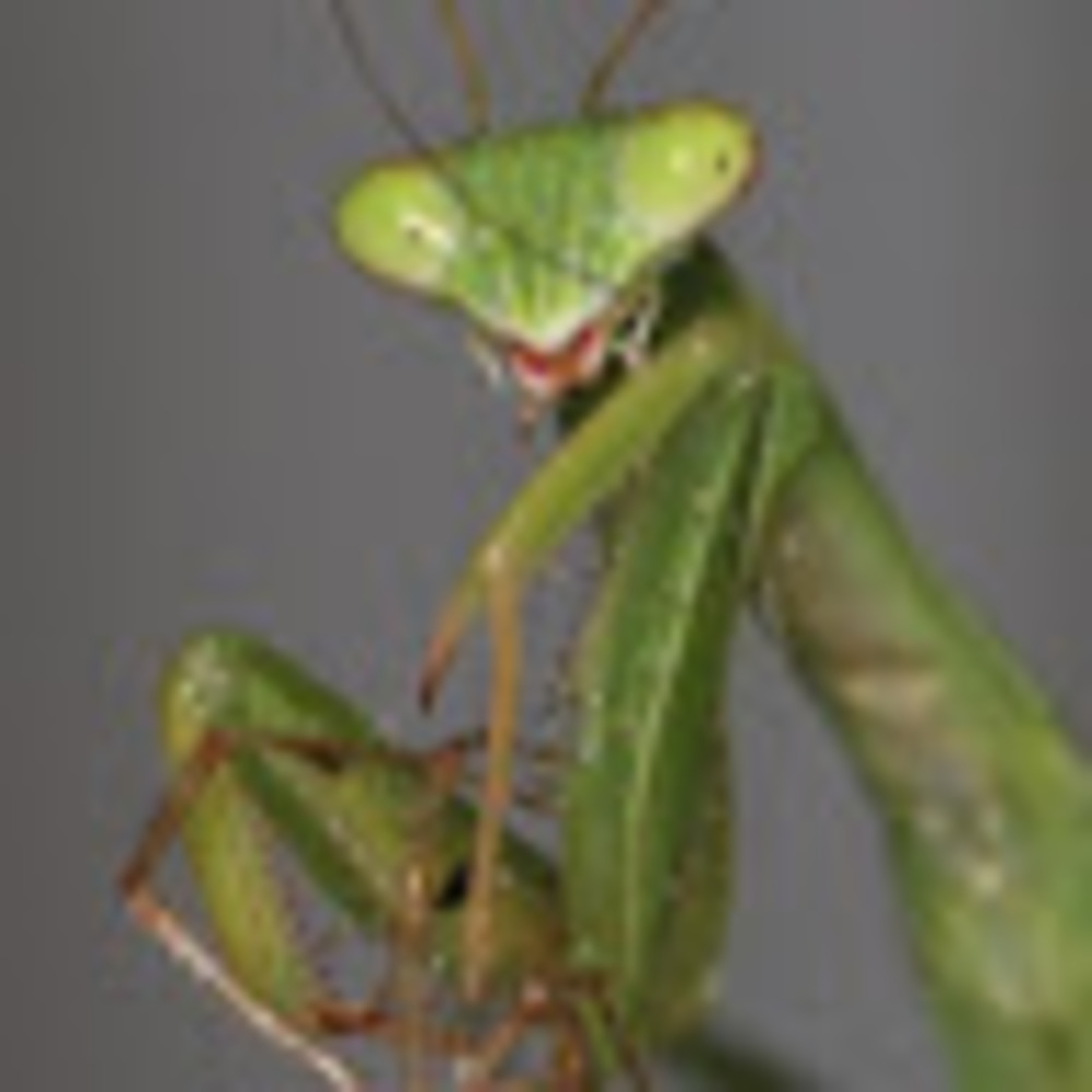 Meet your Posher, Iwnt